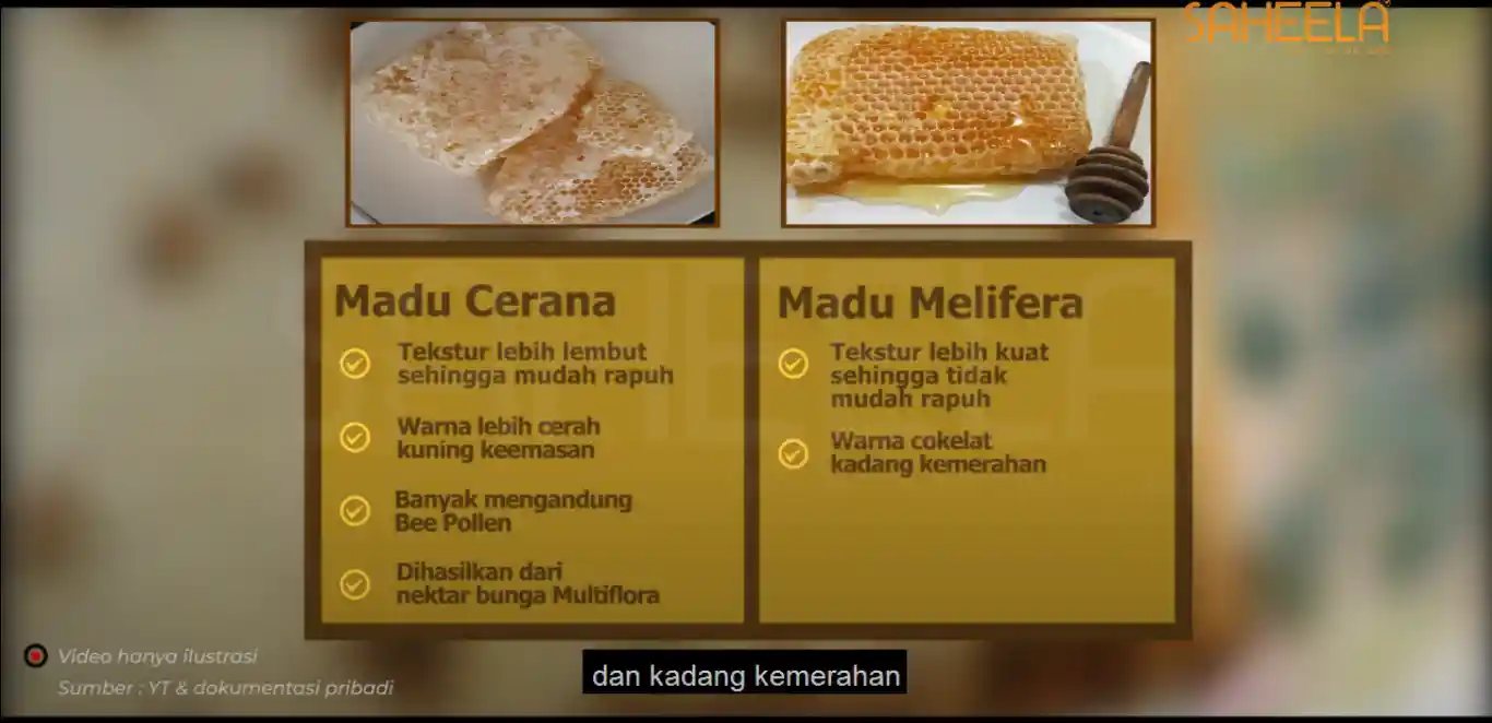 Video Konten Edukasi Perbedaan madu Malifera & Cerana | PT Demuria Agung